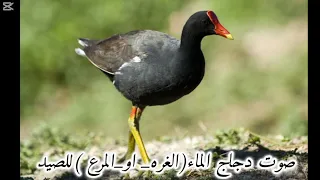 صوت المرع دجاج الماء للصيد  صوت المرع دجاج الماء للصيد