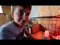Meet Our New Chicks