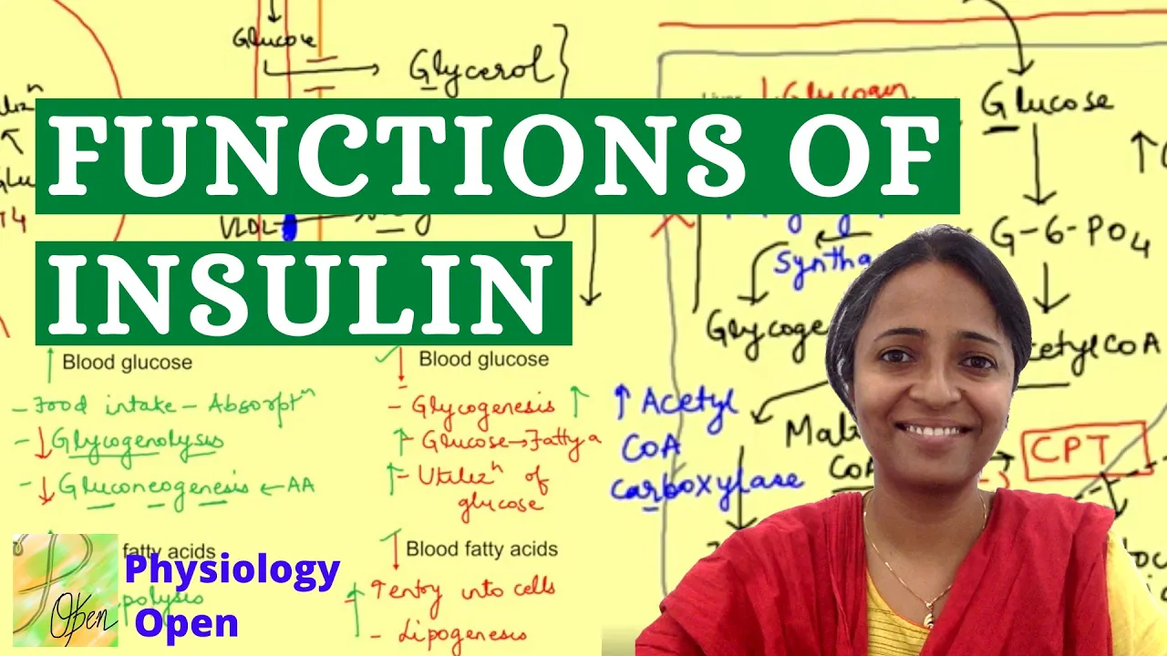 Insulin function physiology | Actions of insulin | Endocrine physiology