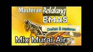 masteran belalang emas mix murai air mix suara air jamin cepat masuk materinya