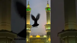 دا أنا زاد في قلبي حنين 