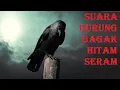 Download Lagu Suara burung gagak hitam