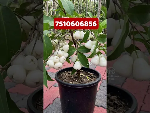 ഇതു വേണ്ടവർ പറയൂ