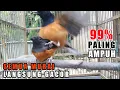 Download Lagu SEKALI PUTAR❗Semua Murai Jantan dijamin langsung Nyaut GACOR | Terapi Murai Kawin !!