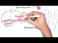 Chronic Kidney Disease CKD Pathophysiology