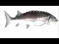 Download Lagu Fish spinning to Doom Eternal Theme (1 hour)