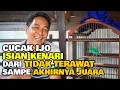 CUCAK IJO ISIAN KENARI , DARI TIDAK TERAWAT SAMPE AKHIRNYA JUARA