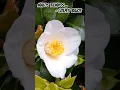Download Lagu Camellia japonica growing as small trees in Porto (Portugal) #golpesbajos #galiciamusic #camelia