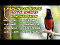 Lagu 🔴 LIVE - Pancingan Murai Batu Emosi Full Isian Tembakan Kasar Cocok buat Murai macet bunyi