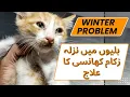 Download Lagu Cat Pneumonia || Reasons, Signs, and Treatment || Animalia Dot Pk MP3