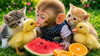 Monkey Baby Eats Watermelon with Cute Baby Ducklings! 😍| Nursery Rhymes &Kids Songs|Bobby Kids Songs