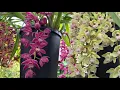 Download Lagu Cymbidium Ice Cascade Flower