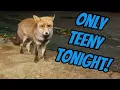 Not a normal night at all! #fox #wildlife #cute #fyp #viralvideo 