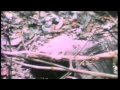 Download Lagu The Unknown Soldier-The Doors-(Official Video)