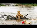 Lagu A Golden Retriever Rescue Lion Babies | Animal Stories #shorts #rescue #dogs 