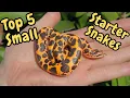 Top 5 Small Beginner Snakes