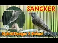 Download Lagu SANGKER GACOR  HYBRID SANGER DAN KENARI