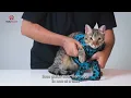 Putting On BellyGuard Cat Recovery Garment