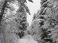 RayLan - White Christmas 💜 BTS WINTER SCENERY & DISNEY SNOW SKETCH 💜 The Christmas Tree Wood 💌