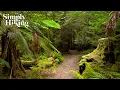 Download Lagu The Most Magical Rainforest Walk | Walking Ambience | Temperate Rainforest | Philosopher Falls
