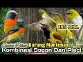 Download Lagu AMPUH.‼️ SUARA PIKAT BURUNG MANTENAN KOMBINASI SOGON DAN PLECI..