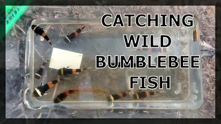 Download CATCHING WILD BUMBLEBEE FISH (BORNEO GOBIES) MP3