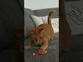 Download Lagu https://vm.tiktok.com/ZGetAp1v8/