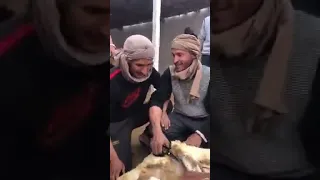 أهازيج موسم جز صوف الغنم في بنقردان 