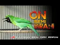 Lagu 🔴ON‼️CUCAK IJO GACOR JAMTROK SEMI BIRAHI UNTUK PANCINGAN BIAR CEPET RESPON