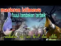 Download Lagu Masteran istimewa rambatan siri siri dan cililin 🔥🔥