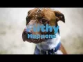 Download Lagu A Pit Bull Plus the Beach - Vetericyn FoamCare
