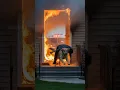 Download Lagu Dog saves owner from burning home. #animals #rescue #dogs
