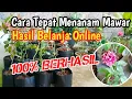 Download Lagu Cara Menanam Mawar Beli Online dan Cara Merawatnya.