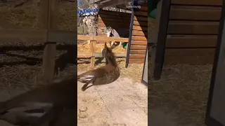 حمار مضحك حيوانات Animals مضحك Animals 
