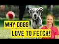 Why Do Dog Love To Play Fetch VET EASILY EXPLAINS
