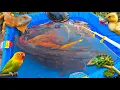 Mancing ikan hias dikolam, ikan lele besar, ikan koi, ikan cupang, ikan mas, kura-kura, bebek