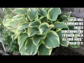 One Minute Daily Devotional Bloom in Faith Hosta 8-16