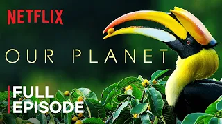 Our Planet Forests FULL EPISODE Netflix 