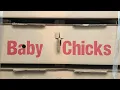 Silkie Chickens 306 chicks in the brooder Test run of using sand as a litter source