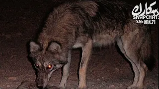 يامعلقين الذيب باطراف رجليه بالله وش سوا بكم تذبحونه مسرع 