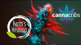 Earth s Healing Arizona s Finest Cannabis Cultivation