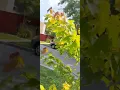 August 4th Walk to elite staffing 55th Dan Ryan woods and stores part2