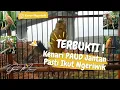 Download Lagu TERBUKTI AMPUH ❗ Kenari PAUD PASTI Ikut Bunyi | Suara Pancingan KENARI PAUD Belajar BUNYI Ngeriwik