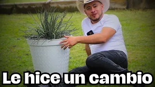 Trasplantando un Agave EXOTICO y Grande