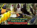 Lagu Masteran Burung terlengkap dan mewah dengan jeda pergantian burung 2 menit