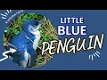 Little Blue Penguin Facts Amazing Fun Facts - Penguins 101