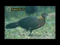 Download Lagu Tiếng gà rừng mái gọi trống mùa sinh sản/Thành 97 TV