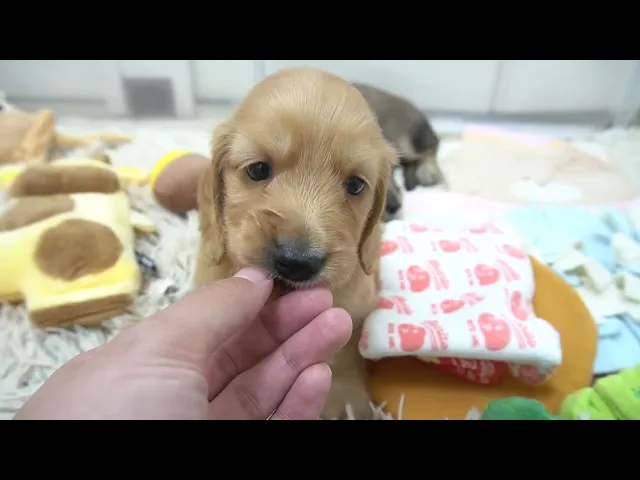動画