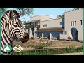 Blue Wildebeest Zebra Habitat Elm Hill City Zoo Planet Zoo