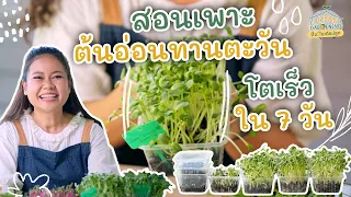 วิธีเพาะต้นอ่อนทานตะวัน (โตง่ายภายใน 7 วัน) | Urban Gardening ปิ๊ง! ไอเดียปลูก